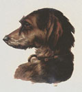 Scottish Deerhound Die Cut by Raphael Tuck and Sons