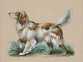Springer Spaniel Original Chromolithographic Die Cut by the British publisher Raphael Tuck and Sons