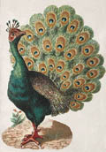 The Peacock Die Cut by Raphael Tuck and Sons