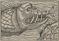 Seeungeheuer Sea Monster by an Anonymous Renaissance Master for The Universal Cosmography