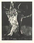 Elm Original Aquatint Engraving by the American artist Aubrey Schwartz