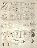 Animalcules Original Engraving by Robert Scot published by Thomas Dobson
