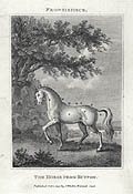 The Horse From Buffon Original Etching and Engraving by the British artist John Scott based upon a design by George Louis Leclerc Comte de Buffon