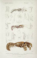 Thalassine Scorioponide Scorpion Original Engraving by the French artists by Sebin for Georges Baron Cuvier's Le Regne Animal