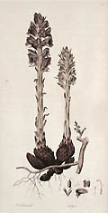 Orobanche Major Great Broomrape Original Engraving by the British artist James Sowerby Published by William Curtis for Flora Londinensis