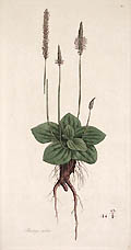 Plantago Media or Plantain Original Engraving by the British artist James Sowerby Published by William Curtis for Flora Londinensis