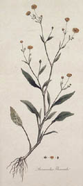 Ranunculus Flammula by James Sowerby