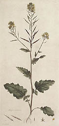 Sinapis Arvensis Original Engraving by the British artist James Sowerby Published by William Curtis for Flora Londinensis