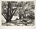 Oak Trees near Woerden Original Drypoint Engraving by the Dutch artist Charles Storm Van S'Gravesande