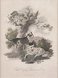 Bull Dog and Pomeranian Original Engraving by the British artist James Tookey designed by Julius Ibbetson for The Cabinet of Quadrupeds