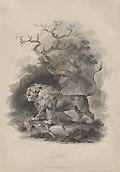 Lion by James Tookey designed by Julius Ibbetson for the Cabinet of Quadrupeds