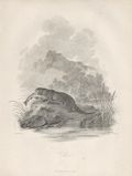 Otter by James Tookey designed by Julius Ibbetson for the Cabinet of Quadrupeds