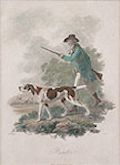 Pointer Original Engraving by the British artist James Tookey designed by Julius Ibbetson for The Cabinet of Quadrupeds