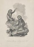 Proboscis Monkey and Long armed Ape by James Tookey designed by Julius Ibbetson for the Cabinet of Quadrupeds