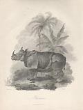 Rhinoceros by James Tookey designed by Julius Ibbetson for the Cabinet of Quadrupeds