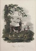 Stag or Red Deer by James Tookey