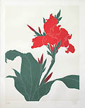 Canna Indica Canna Lilly Original embossed Etching by the Chilean American artist Fernando Torm Toha