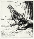 Cock of the Walk Original Drypoint Engraving by the American artist Henry Emerson Tuttle also listed as Henry Tuttle