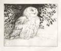Snowy Owl Original Drypoint Engraving by the American artist Henry Emerson Tuttle also listed as Henry Tuttle