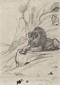 Lion Original Graphite and Pen and Ink Drawing by the Swiss French artist Evert van Muyden