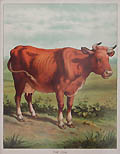 The Cow Published and Printed by Frederick Warne and Company London