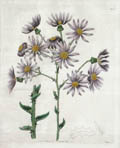 Senecio Lilacinus Senecio Glastifolius from the Aster or Michaelmas Daisy Family Original Etching by J. Watts and by M. Hart Floral Study for Edwards's Botanical Register
