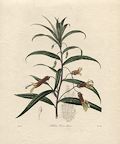 Lobelia Cavanillesii Mexican cardinal flower or the Sierra Madre lobelia Original Etching by the British artists J. Watts and Mills published by Benjamin Maund for The Botanist