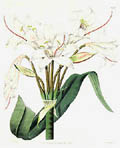Broad Leaved Crinum or Crinum Latifolium Original Etching by J. Watts and by M. Hart Floral Study for Sydenham Edwards's Botanical Register