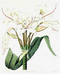 Broad Leaved Crinum by J. Watts