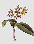 Spotted Cattleya or Cattleya Guttata Orchid by J Hart