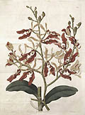 Renanthera Coccinea Lour Orchid Scarlet Air Plant The Scarlet Renanthera Original Etching by J. Watts and M. Hart