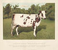Ayrshire Heifer Nellie of Barcheskie by William Mackenzie