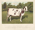 Ayrshire Heifer Nellie of Barcheskie by the British Publisher William Mackenzie