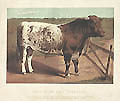 Shorthorn Bull Ironclad by William Mackenzie