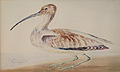 Curlew by Peter MacGregor Wilson