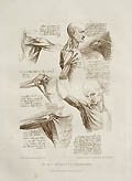 Leonardo da Vinci's The Muscular System by Francesco Bartolozzi