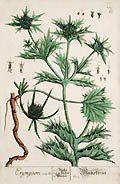 Eryngium by Elizabeth Blackwell