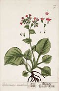 Pulmonaria Maculosa Lungwort by Elizabeth Blackwell