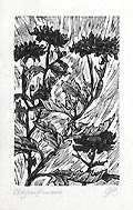 Chrysanthemums by Gerard Brender a Brandis