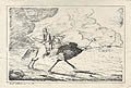 Taking an Ostrich by Richard Cobbold