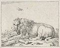 Lion Plate Two Original Etching by the Dutch artists Marcus De Bye and Paulus Potter
