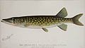 The Pickerel From a Pond in Massachusetts by Denton