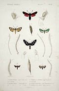 Aegocere Venulie and Zygene de la Filipendule Moths Original Engraving by the French artists Lebrun and Blanchard for Georges Baron Cuvier's Le Regne Animal