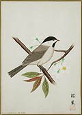 Kogara on The Branch of a Cherry Tree Original Watercolor by the Japanese artist Numaike