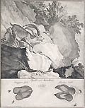 Spuhr Eines Steinbocks Original Etching and Aquatint by Johann Elias Ridinger