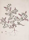 Fumaria Officinalis or Common Fumitory by James Sowerby