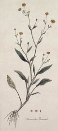 Ranunculus Flammula Original Engraving by the British artist James Sowerby Published by William Curtis for Flora Londinensis