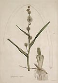 Sparganium Simplex or Burr Reed by James Sowerby