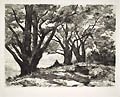 Oak Trees near Woerden by Charles Storm Van S'Gravesande