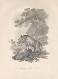 African Wild Boar by James Tookey designed by Julius Ibbetson for the Cabinet of Quadrupeds